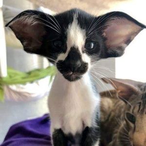 Meet your Posher, Beverly